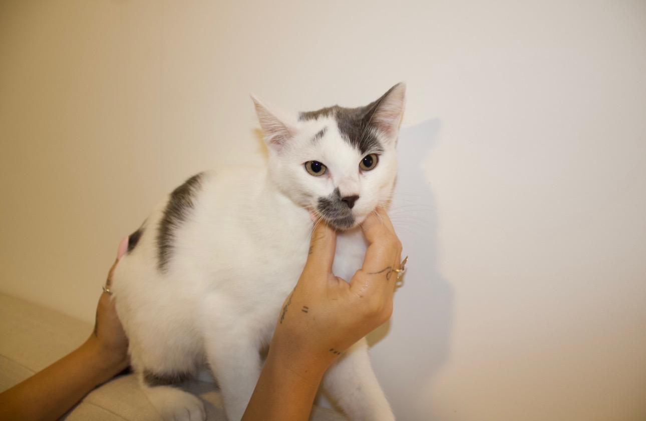 2% Milk (Percy), a Adoptable Domestic Medium Hair in San Diego, CA image 2/2