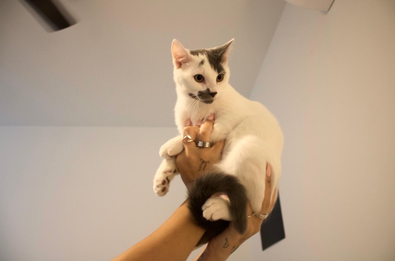 2% Milk (Percy), Adoptable, Kitten Male Domestic Medium Hair.