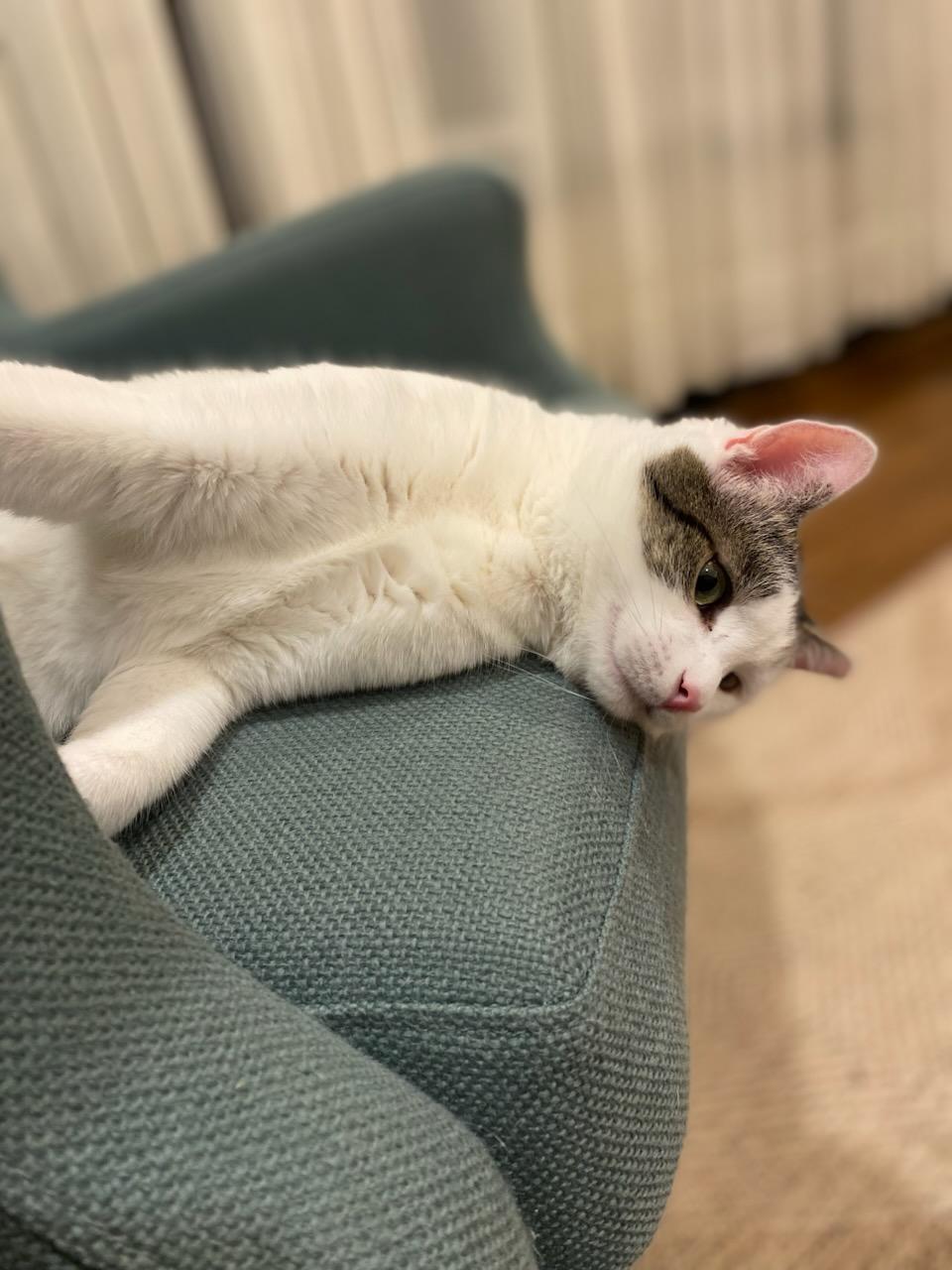 Enlarge Oliver, a Adoptable Domestic Short Hair in Pittsburgh, PA image 6/6