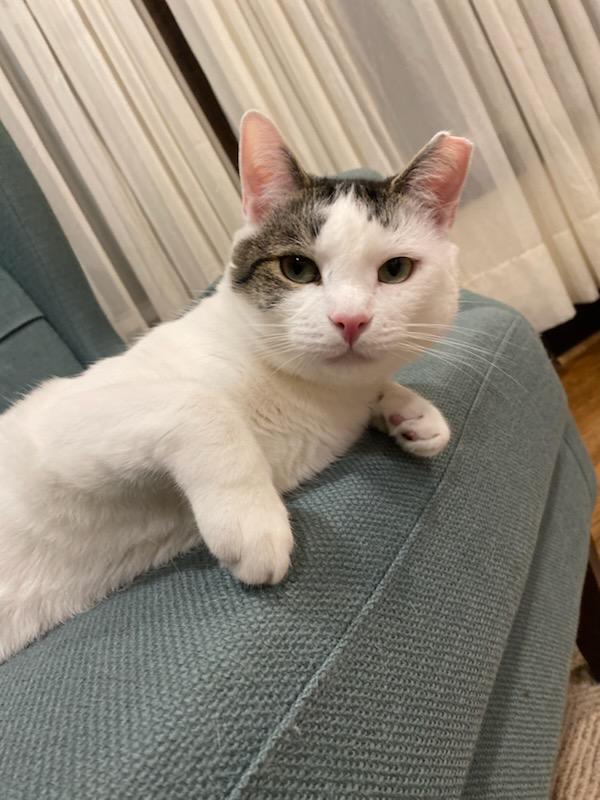 Enlarge Oliver, a Adoptable Domestic Short Hair in Pittsburgh, PA image 1/6