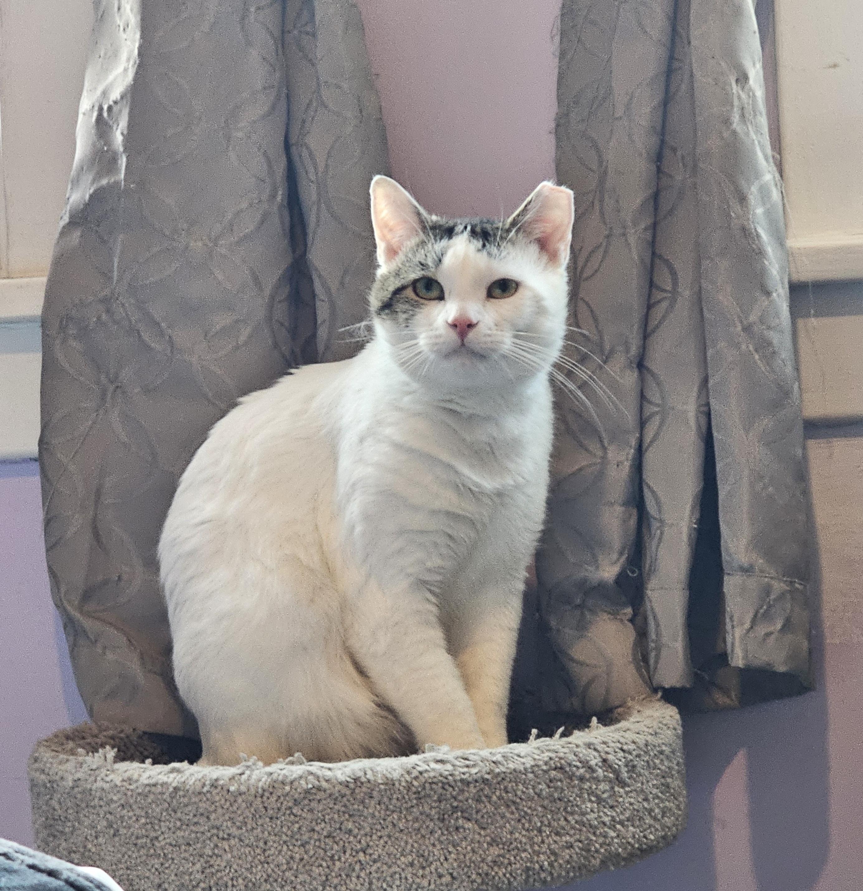 Enlarge Oliver, a Adoptable Domestic Short Hair in Pittsburgh, PA image 3/6