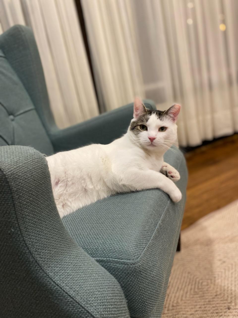 Enlarge Oliver, a Adoptable Domestic Short Hair in Pittsburgh, PA image 5/6