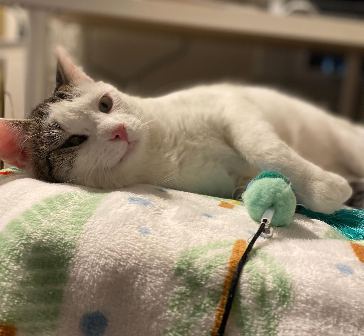 Enlarge Oliver, a Adoptable Domestic Short Hair in Pittsburgh, PA image 4/6