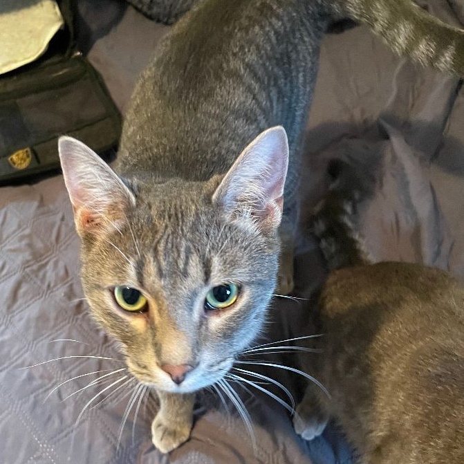 Minion, a Adoptable Domestic Short Hair in Garden City, MI image 2/4