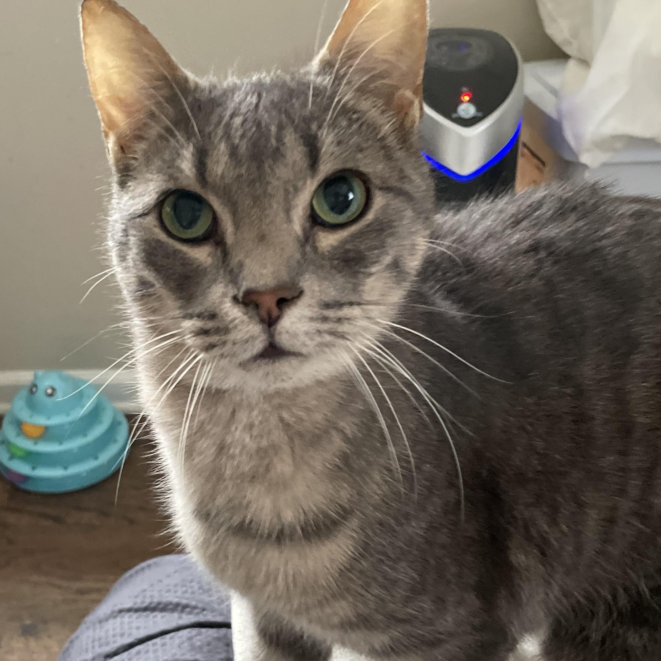 Minion, Adoptable, Adult Male Domestic Short Hair.