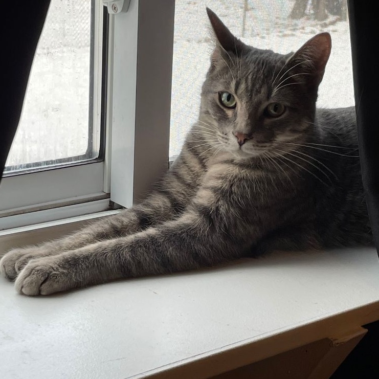 Minion, a Adoptable Domestic Short Hair in Garden City, MI image 3/4