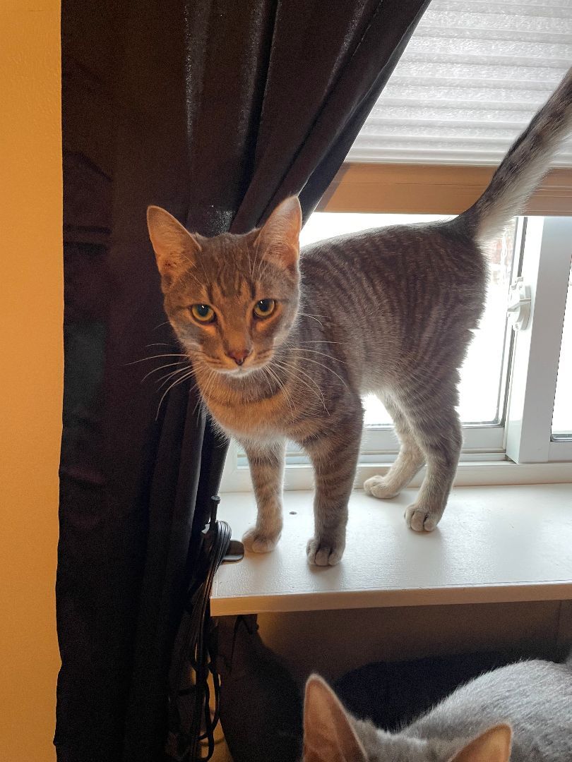 Minion, a Adoptable Domestic Short Hair in Garden City, MI image 4/4