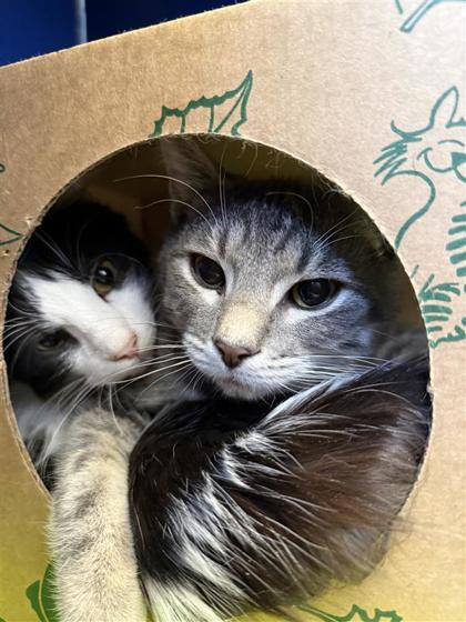 Mashed Potatoes, Adoptable, Young Male Domestic Short Hair & Domestic Short Hair.