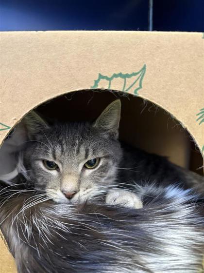 Enlarge Mashed Potatoes, a Adoptable mixed breed in Hutchinson, KS image 2/3