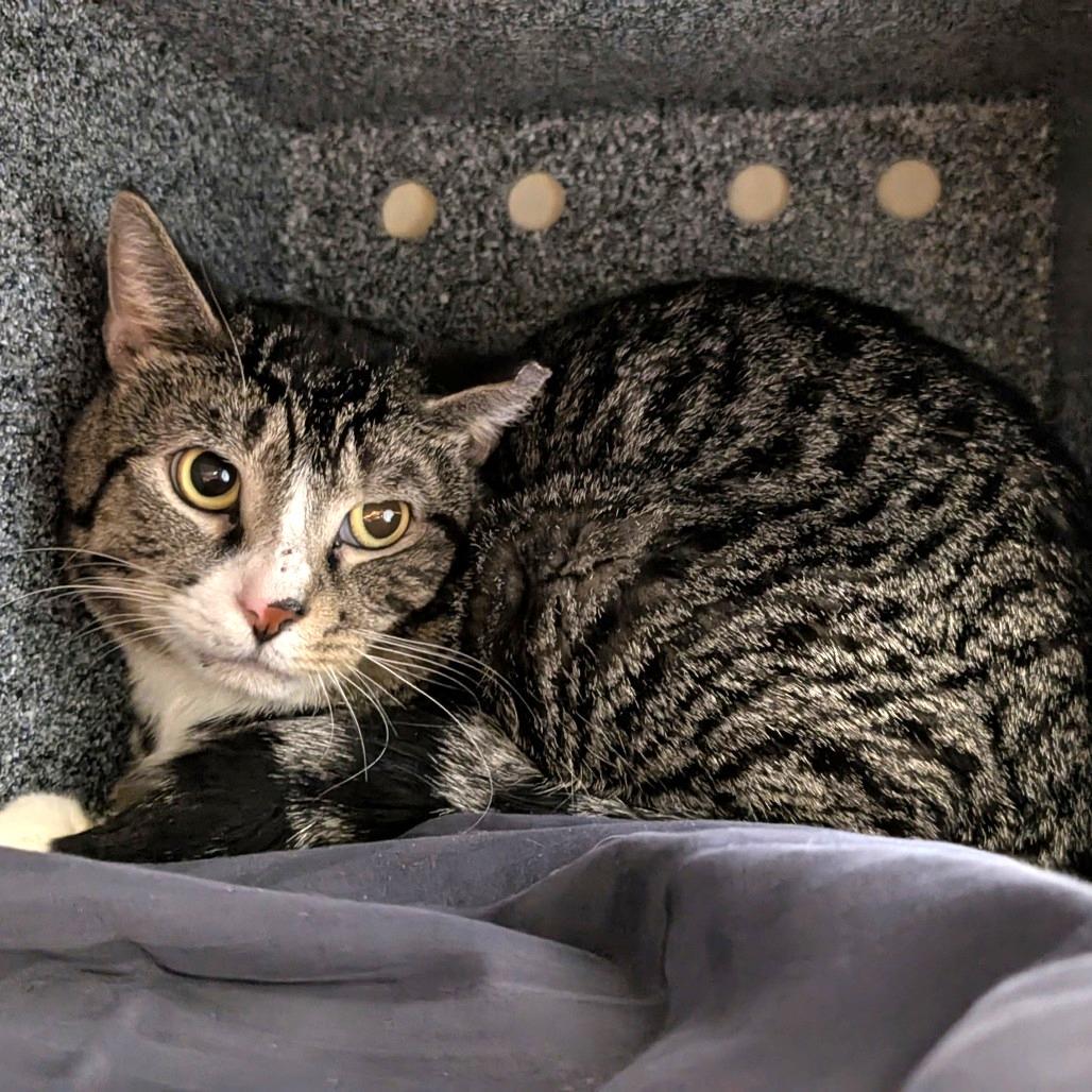 Tootums- working cat, Adoptable, Adult Male Domestic Short Hair.
