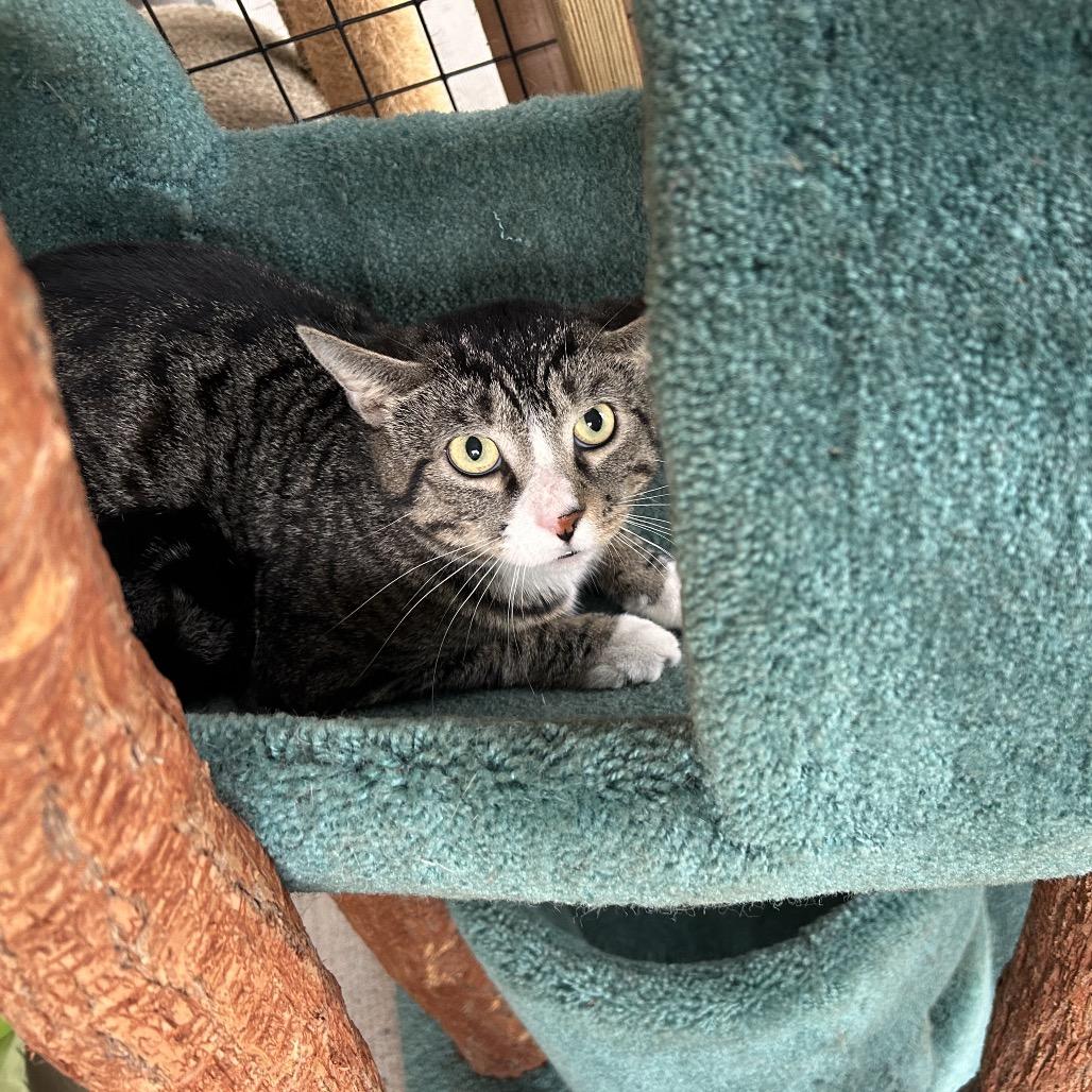 Tootums- working cat, a Adoptable Domestic Short Hair in Birdsboro, PA image 2/3