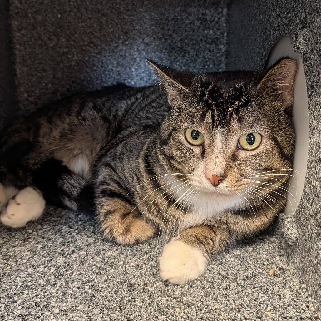 Tootums- working cat, a Adoptable Domestic Short Hair in Birdsboro, PA image 3/3