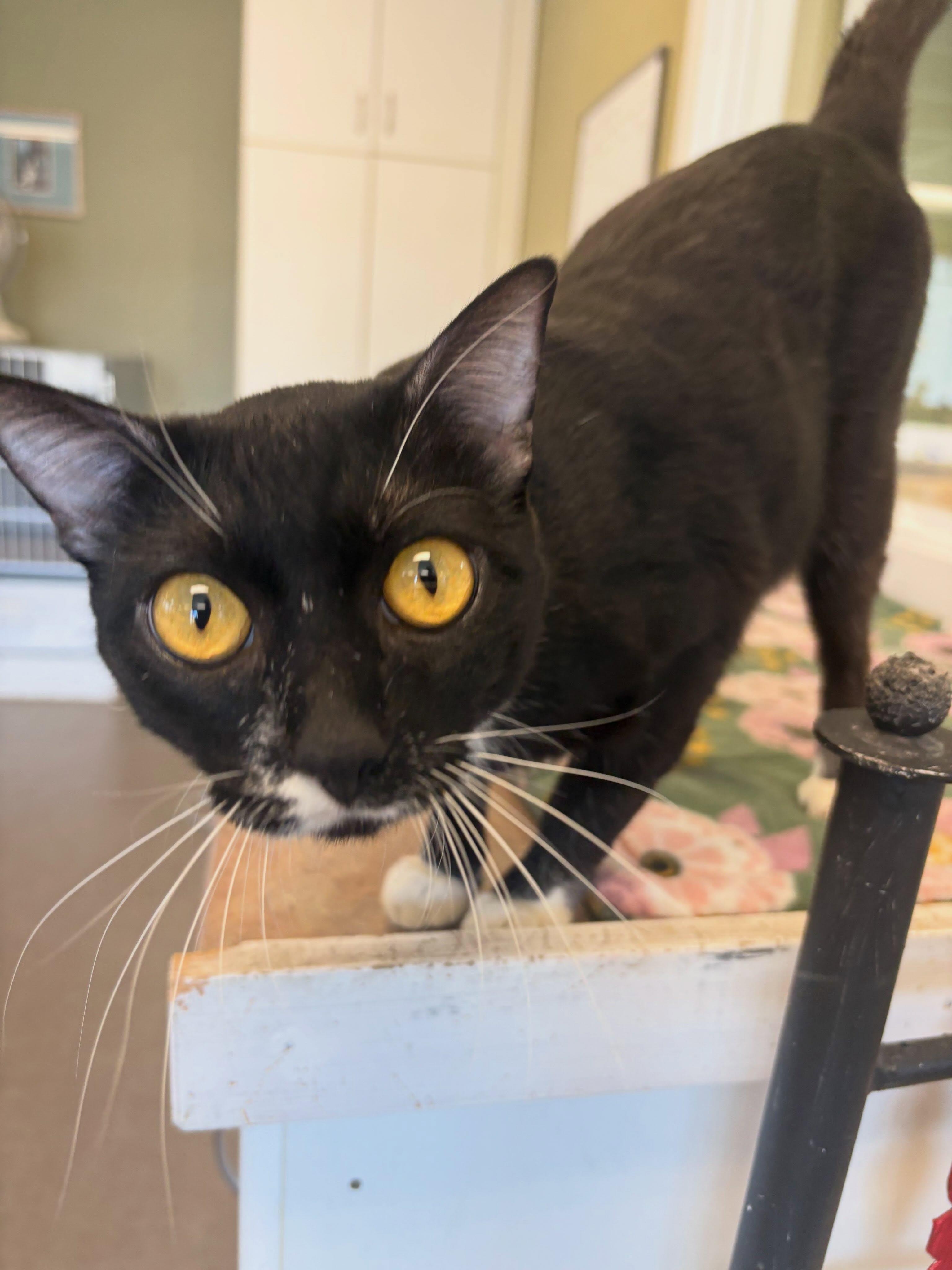 Enlarge Mickey, a Adoptable Tuxedo in Grass Valley, CA image 1/1