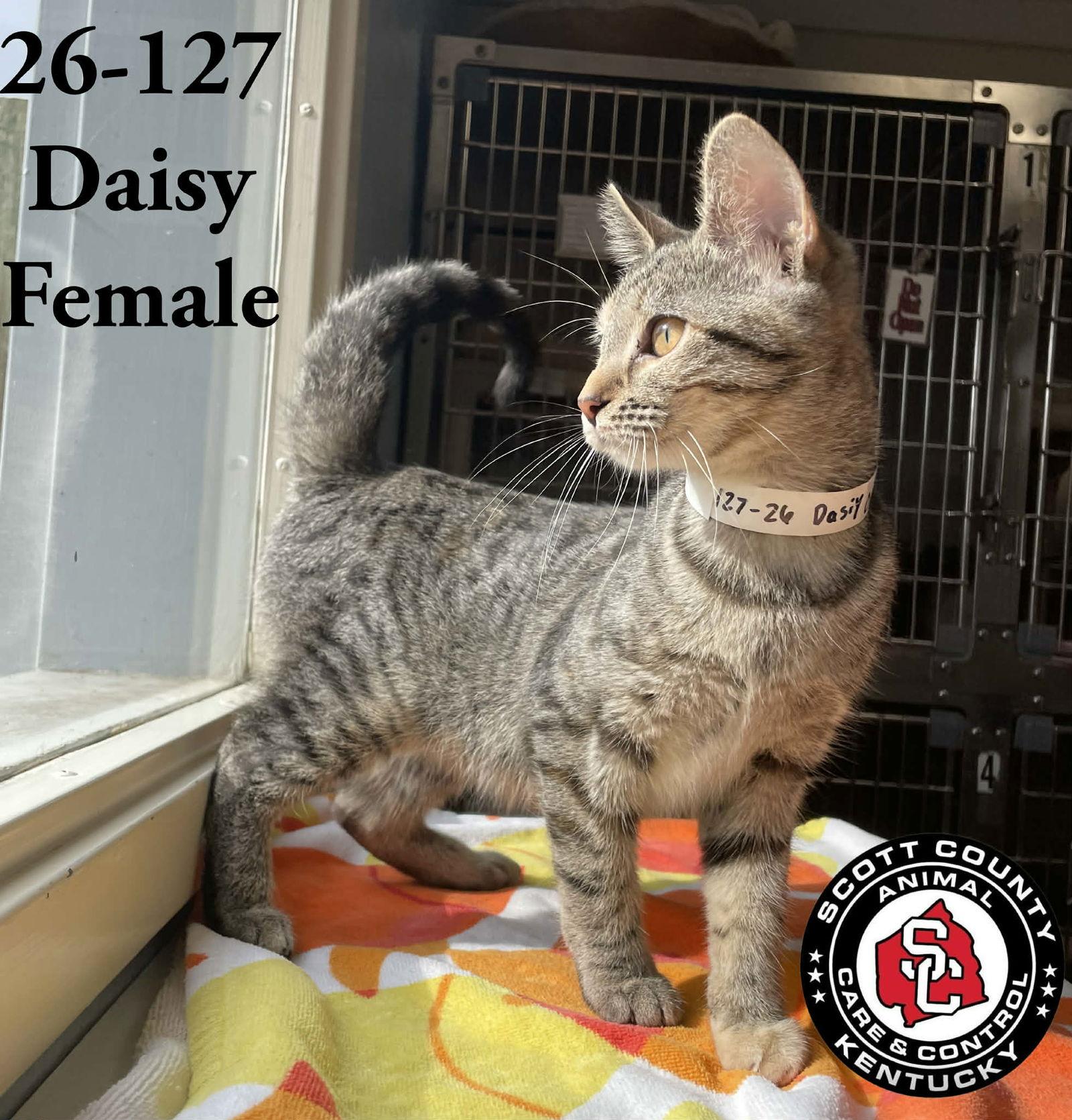 Enlarge Daisy, a Adoptable Domestic Short Hair in Georgetown, KY image 1/1