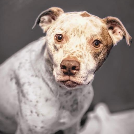 Enlarge 26-01520 BOBA, a Adoptable mixed breed in Fredericksburg, VA image 1/2