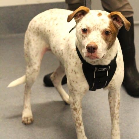 Enlarge 26-01520 BOBA, a Adoptable mixed breed in Fredericksburg, VA image 2/2