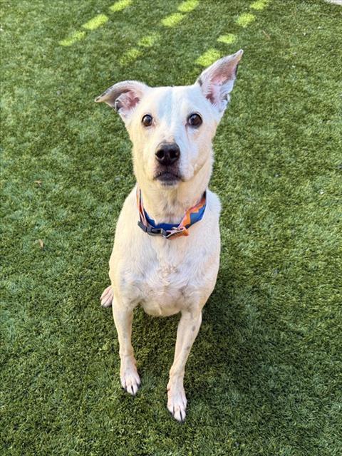 PATRON, Adoptable, Senior Male Labrador Retriever & Mixed Breed.