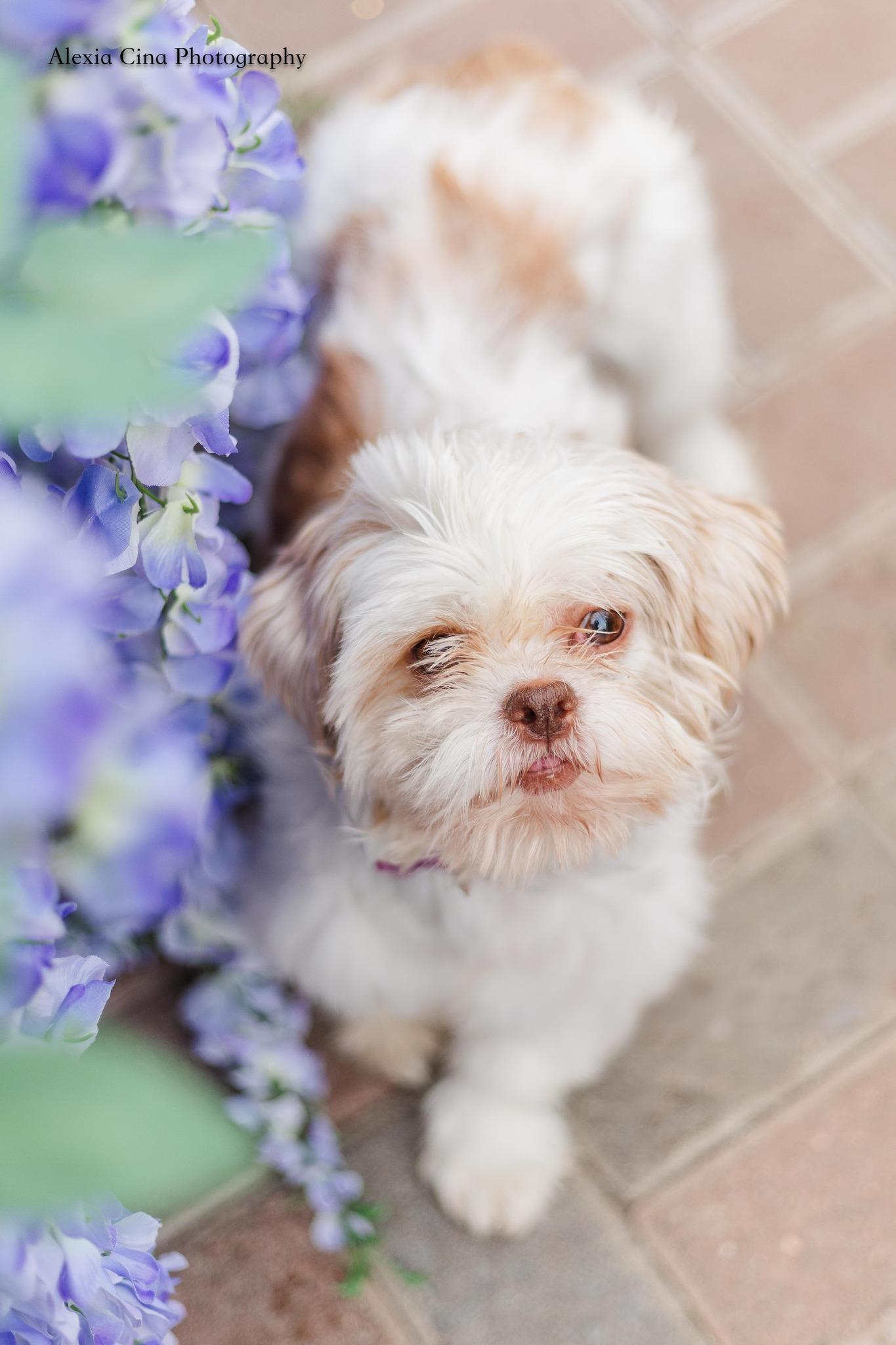 Enlarge Uba, an adoption pending Shih Tzu in Drumbo, ON image 4/4