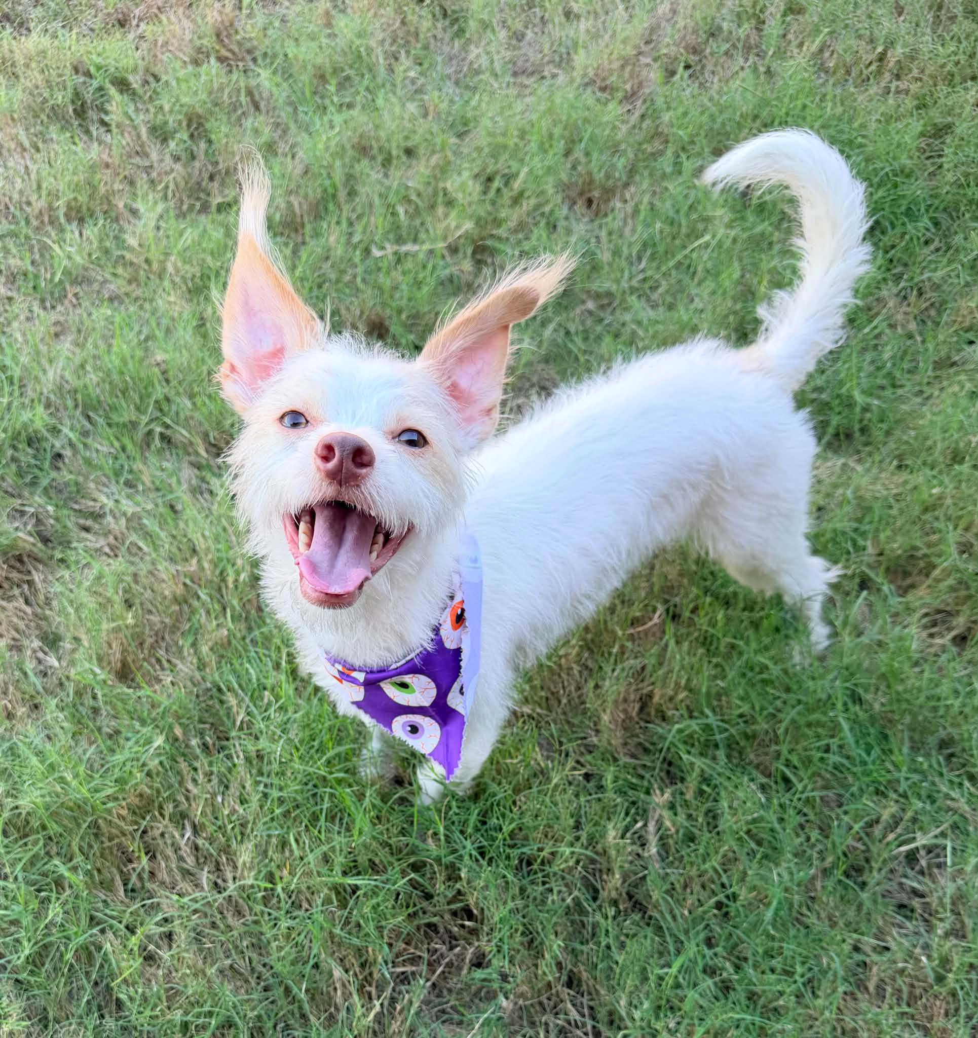 Enlarge WINSTON IS 11 POUNDS, a Adoptable mixed breed in  Rockwall, TX image 1/6