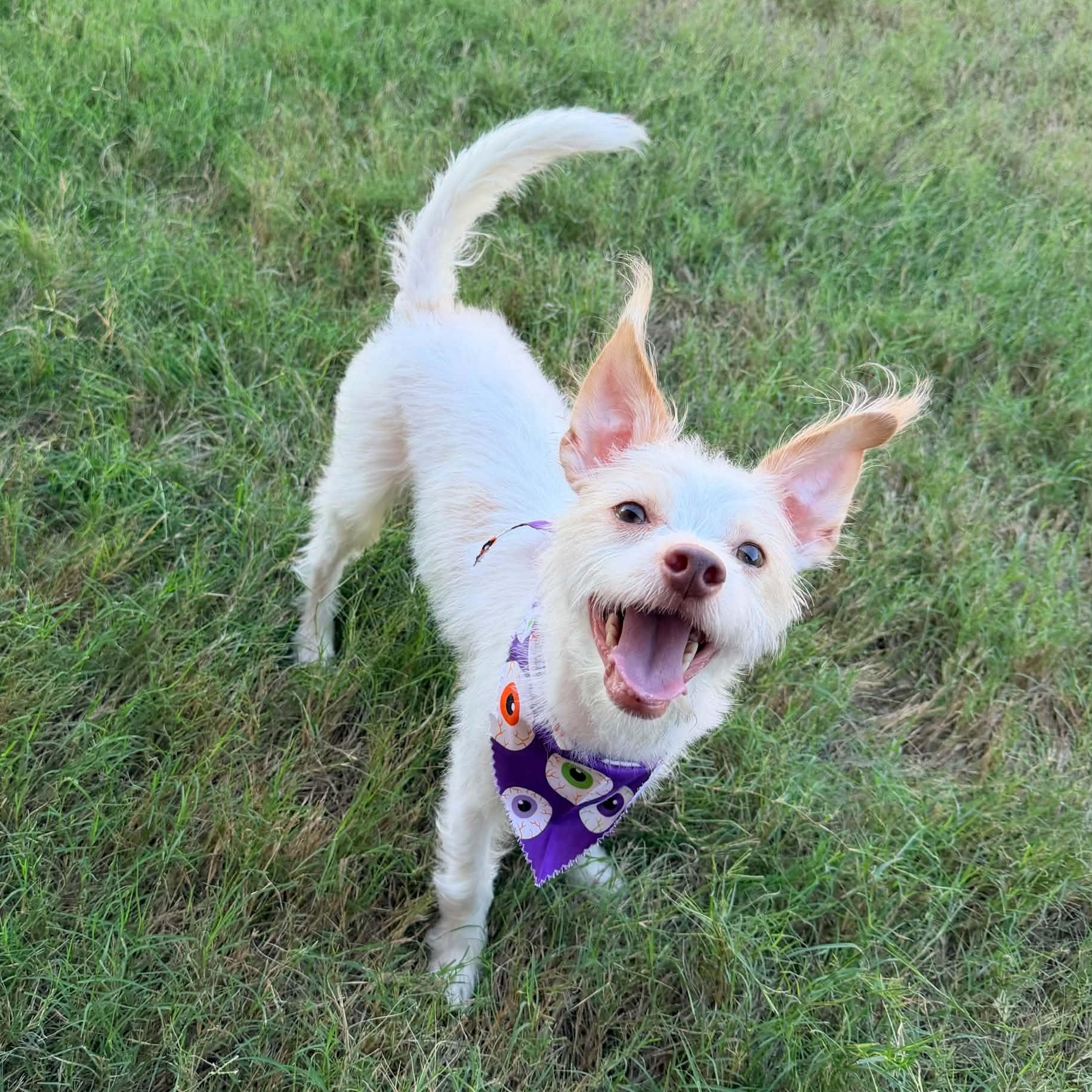 Enlarge WINSTON IS 11 POUNDS, a Adoptable mixed breed in  Rockwall, TX image 4/6
