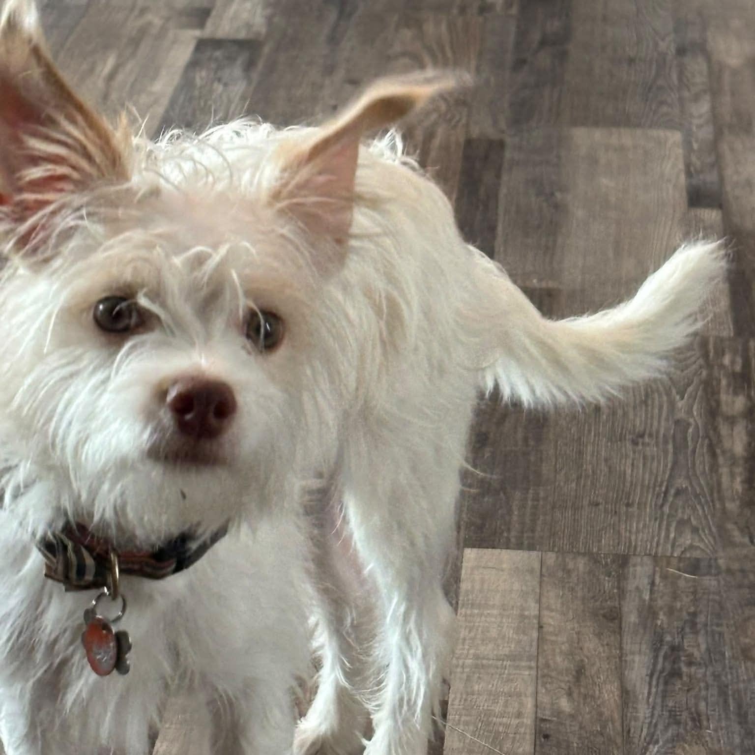 Enlarge WINSTON IS 11 POUNDS, a Adoptable mixed breed in  Rockwall, TX image 2/6