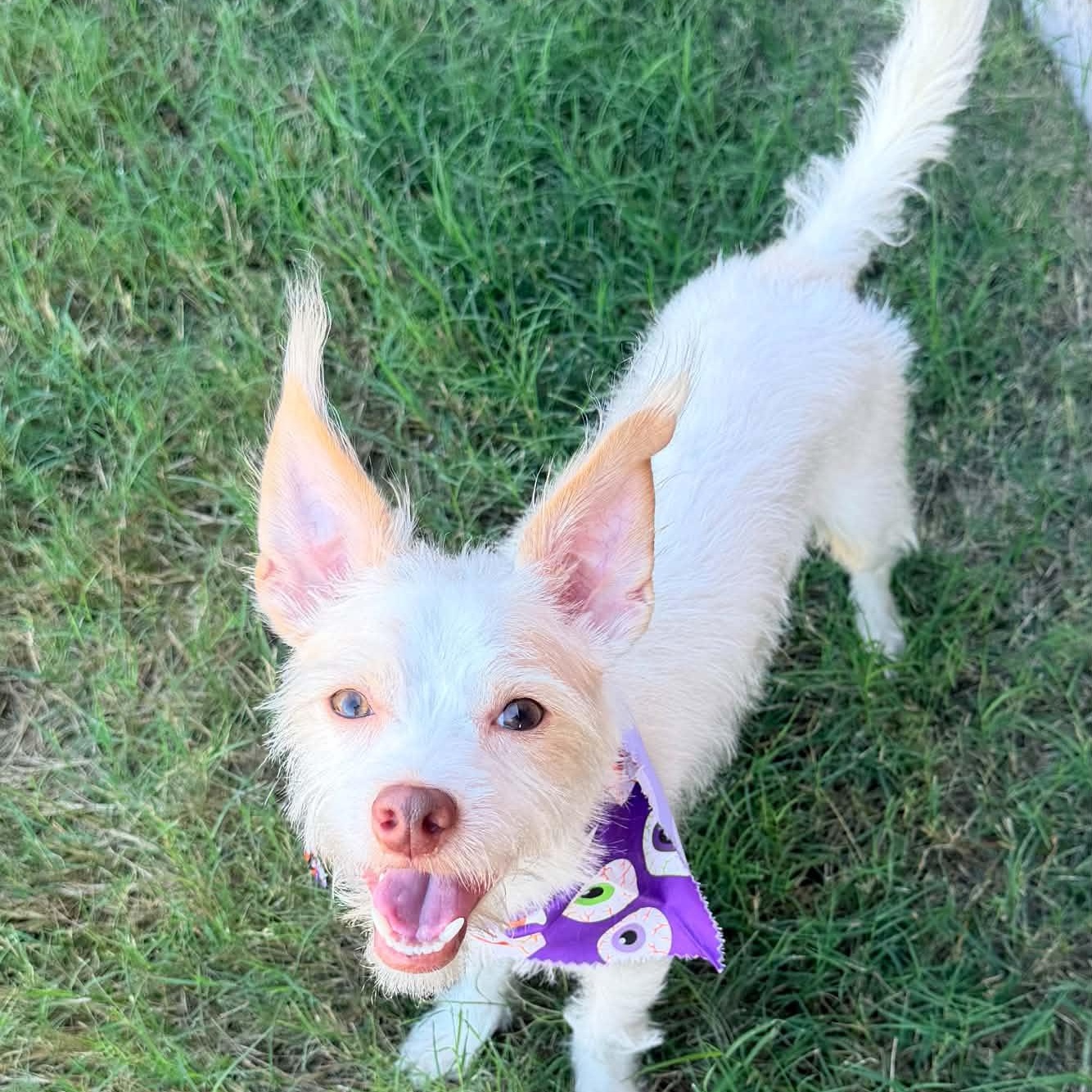 Enlarge WINSTON IS 11 POUNDS, a Adoptable mixed breed in  Rockwall, TX image 3/6