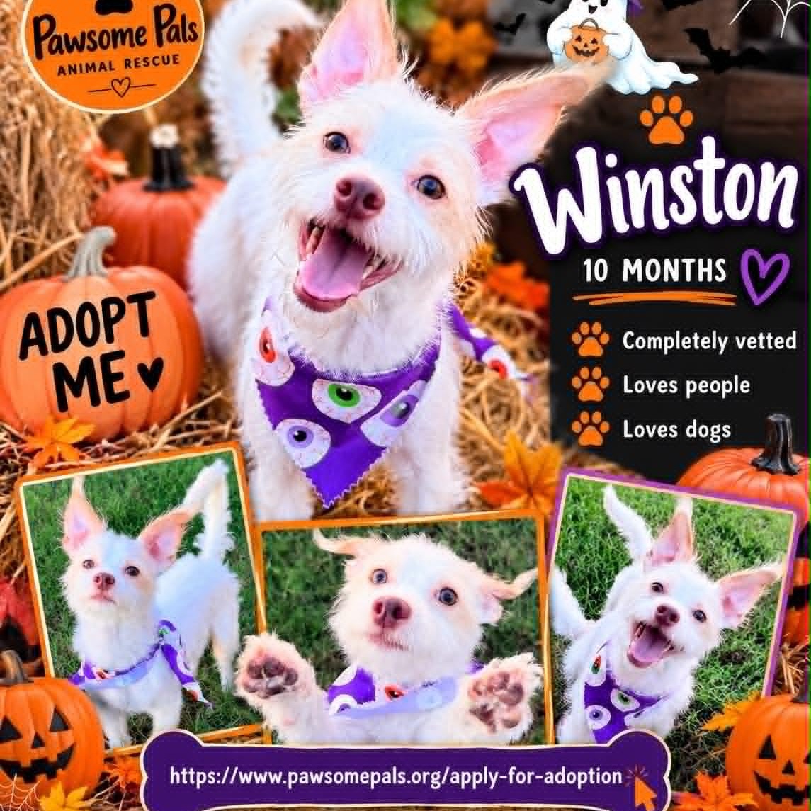 Enlarge WINSTON IS 11 POUNDS, a Adoptable mixed breed in  Rockwall, TX image 5/6