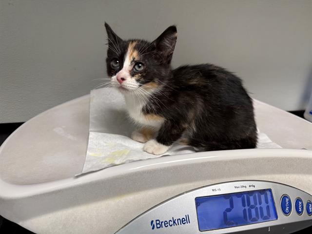 WINTER, Adoptable, Kitten Female Domestic Short Hair.