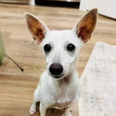 Jolene, Adoptable, Young Female Chihuahua.
