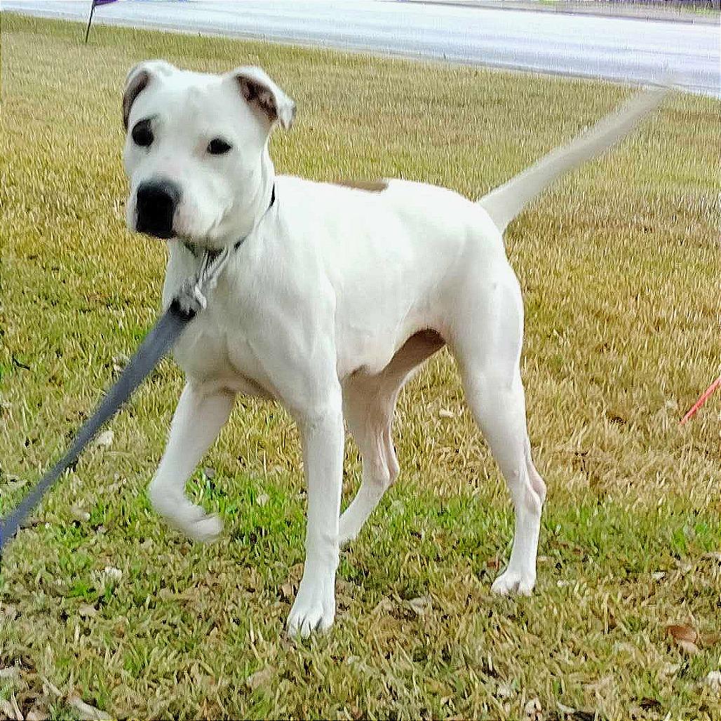 Enlarge Minti, a Adoptable mixed breed in San Antonio, TX image 1/6