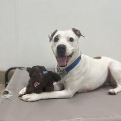 Enlarge Minti, a Adoptable mixed breed in San Antonio, TX image 2/6