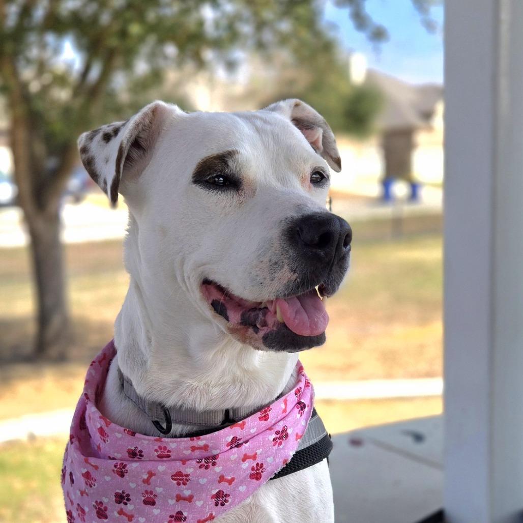 Enlarge Minti, a Adoptable mixed breed in San Antonio, TX image 3/6