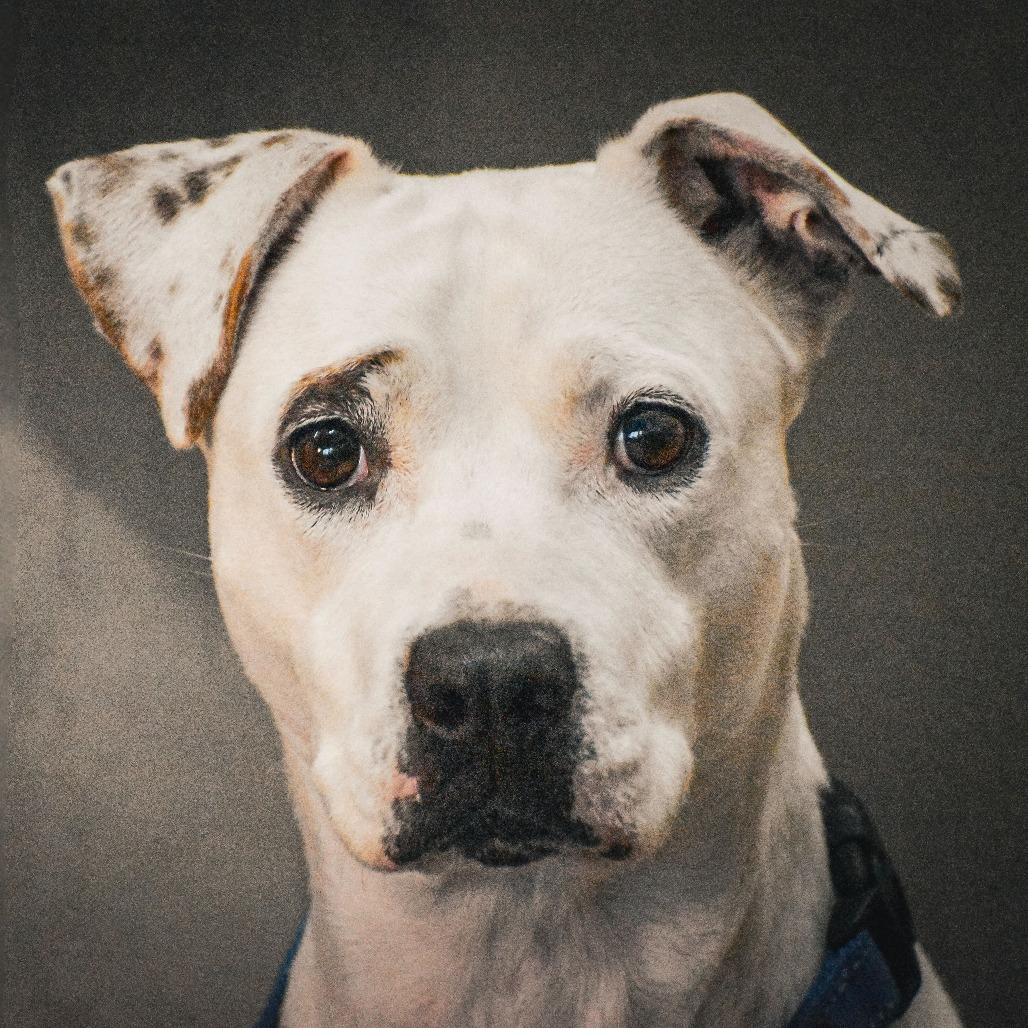 Enlarge Minti, a Adoptable mixed breed in San Antonio, TX image 3/6