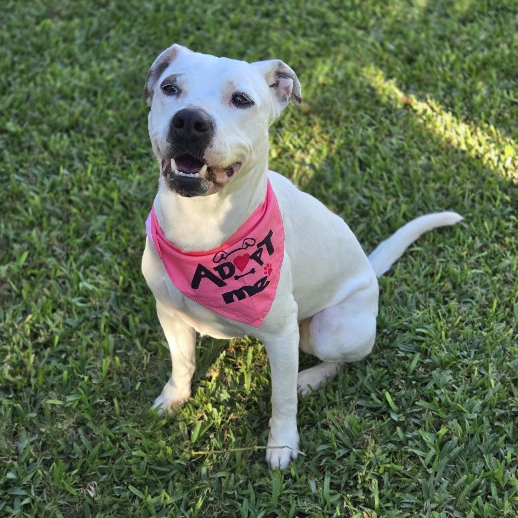 Enlarge Minti, a Adoptable mixed breed in San Antonio, TX image 4/6