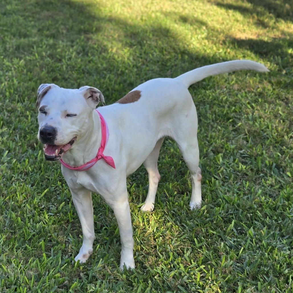 Enlarge Minti, a Adoptable mixed breed in San Antonio, TX image 5/6