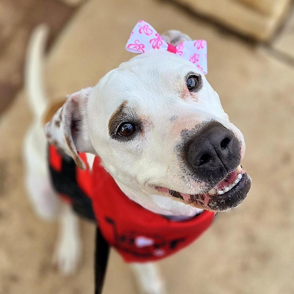 Enlarge Minti, a Adoptable mixed breed in San Antonio, TX image 6/6