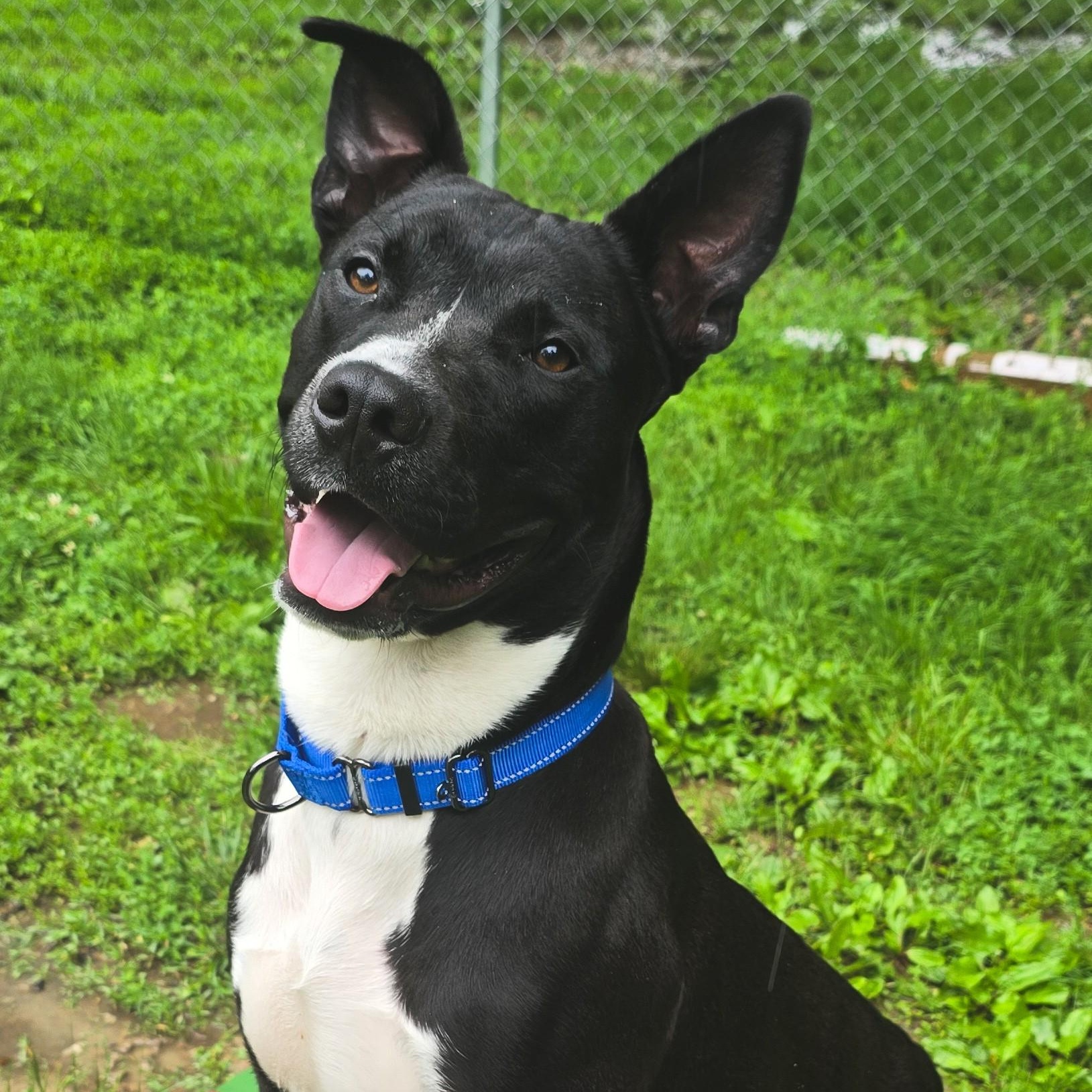 Bamboozle, Adoptable, Young Male Pit Bull Terrier.