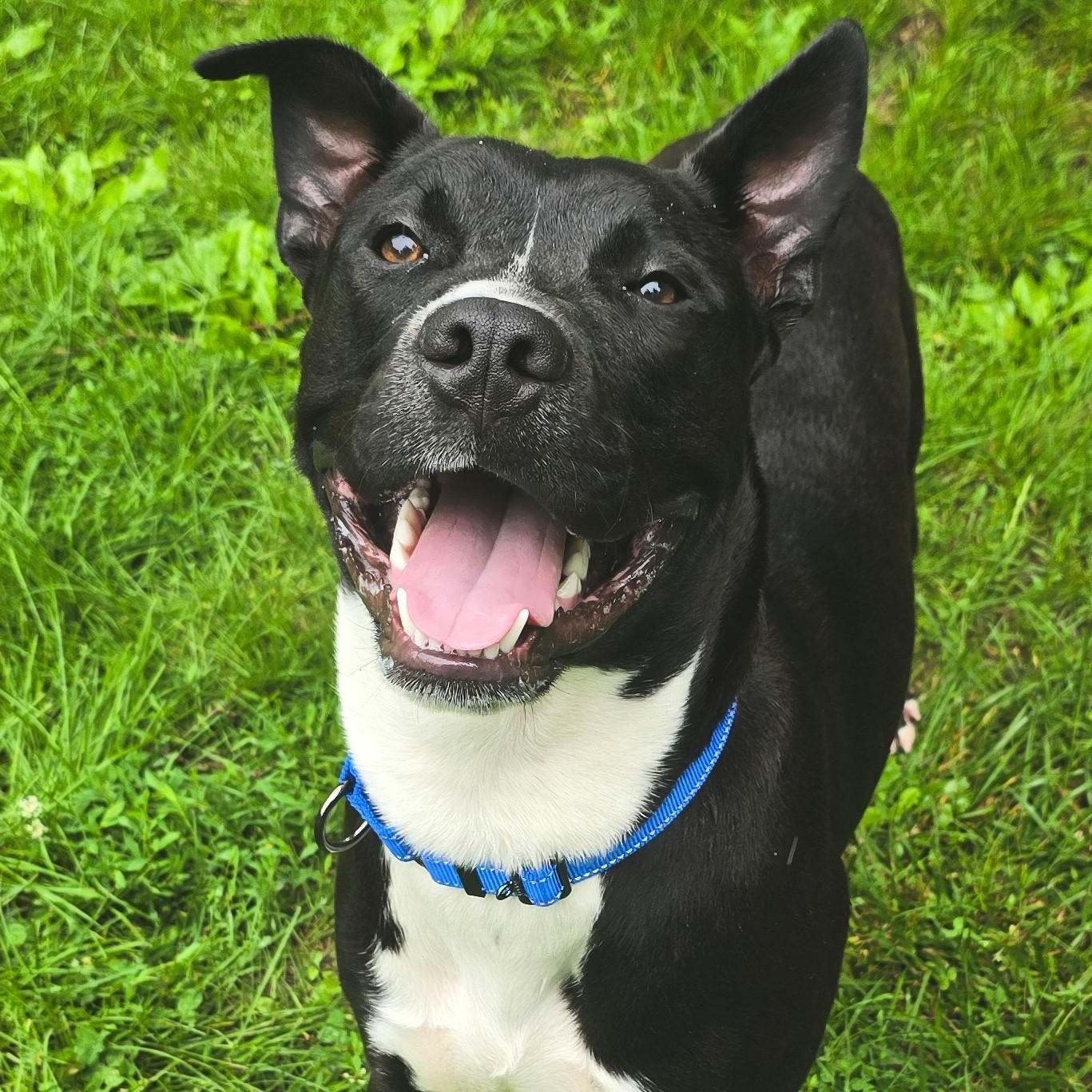 Enlarge Bamboozle, a Adoptable mixed breed in Shepherdsville, KY image 2/3