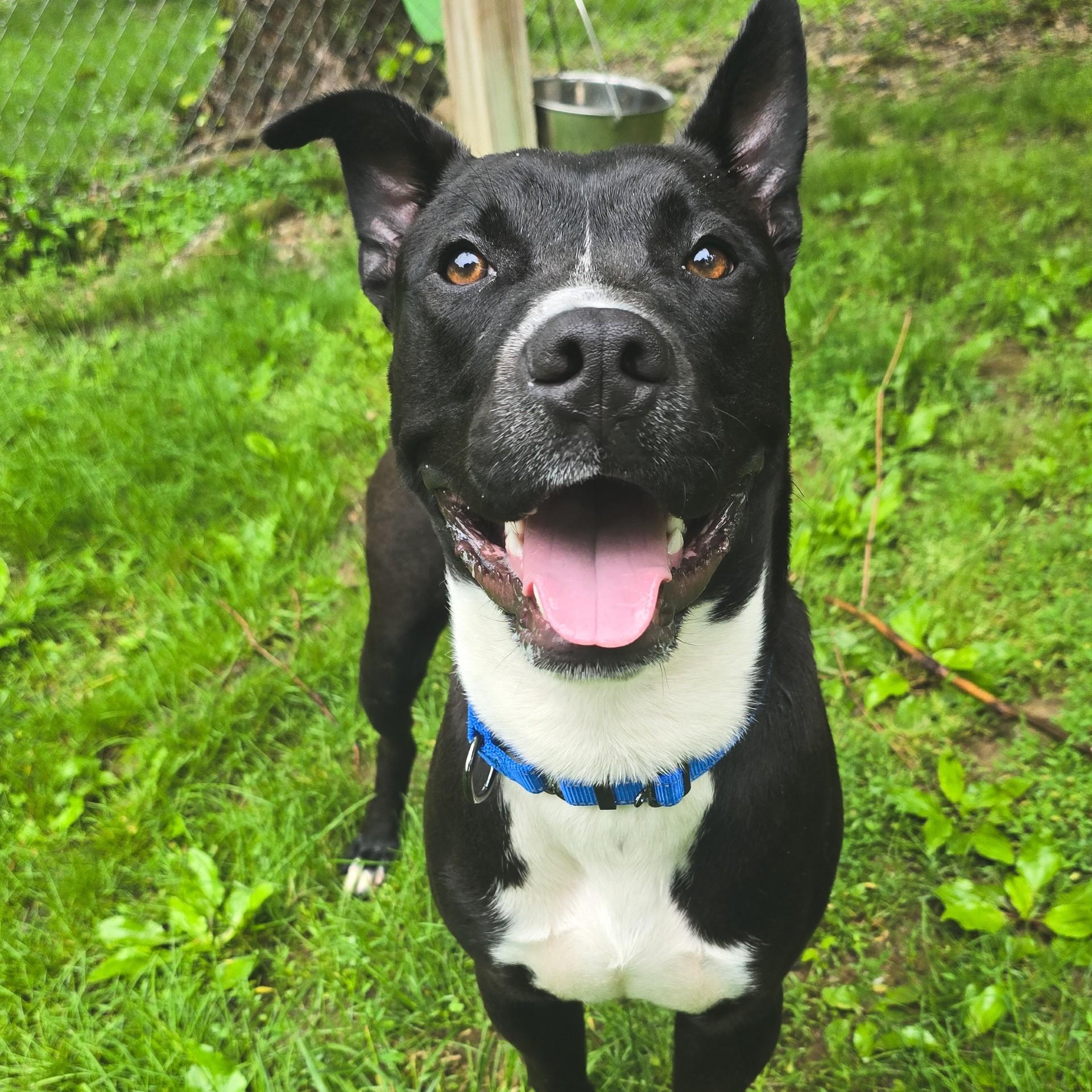 Enlarge Bamboozle, a Adoptable mixed breed in Shepherdsville, KY image 3/3