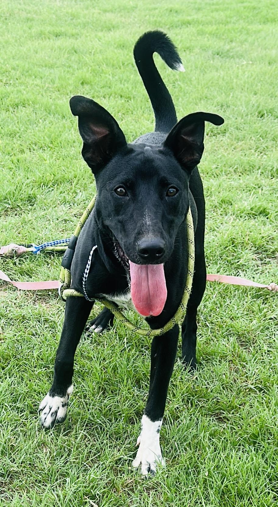 Enlarge Celeste (CiCi), a Adoptable mixed breed in Gonzales, TX image 3/3