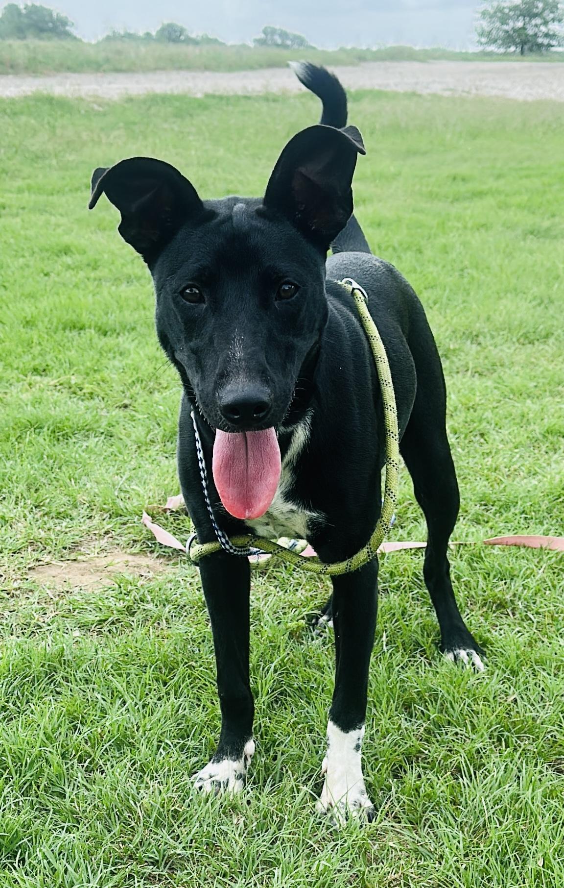 Enlarge Celeste (CiCi), a Adoptable mixed breed in Gonzales, TX image 2/3