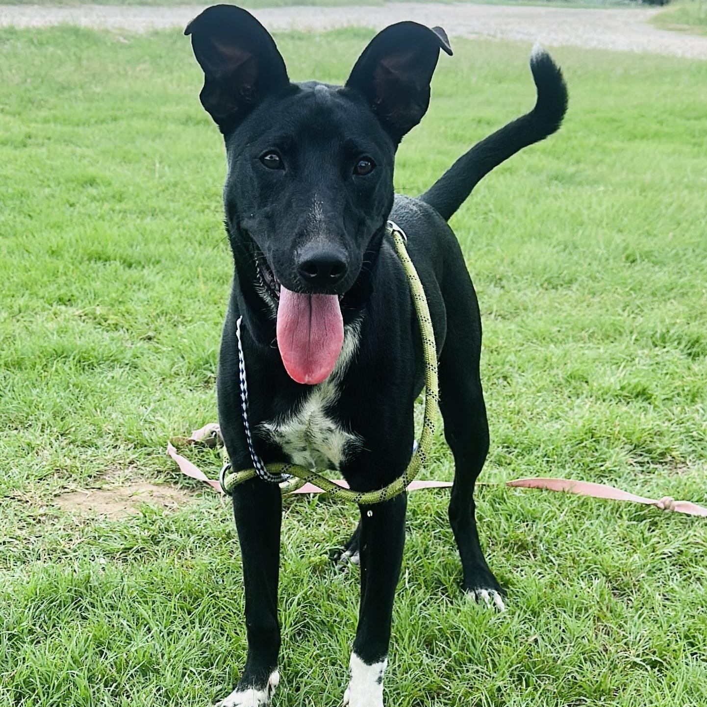 Celeste (CiCi), Adoptable, Young Female Cane Corso.