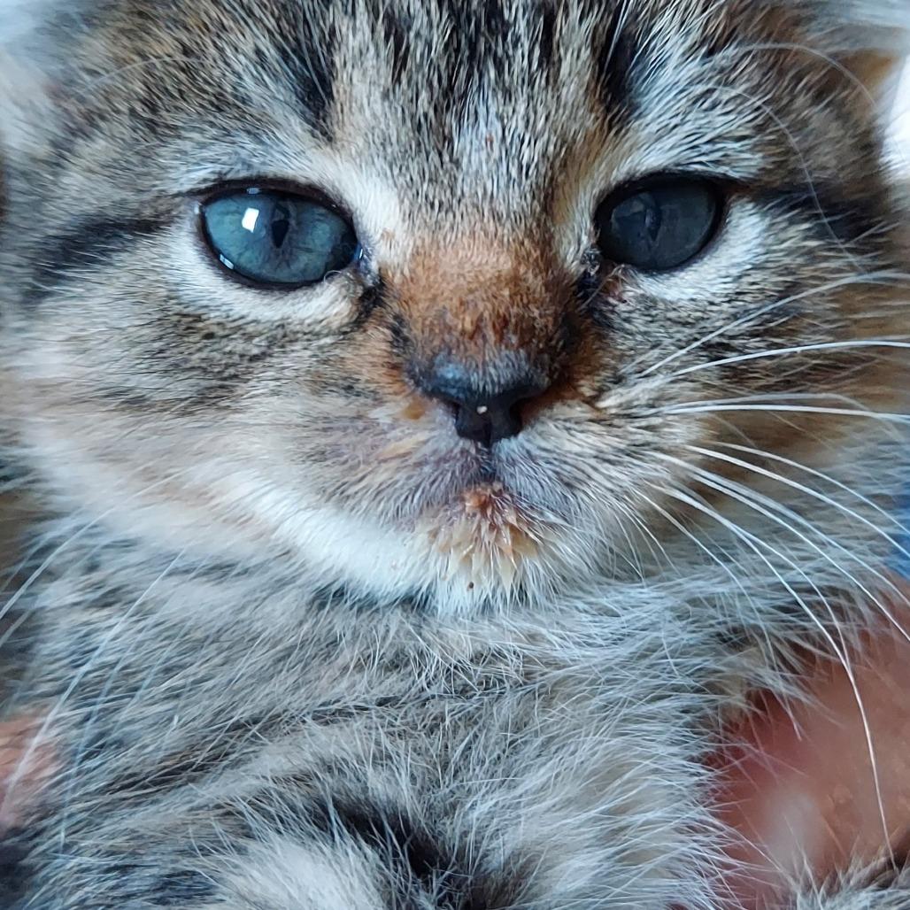 Little Sister, Adoptable, Kitten Female Domestic Short Hair.