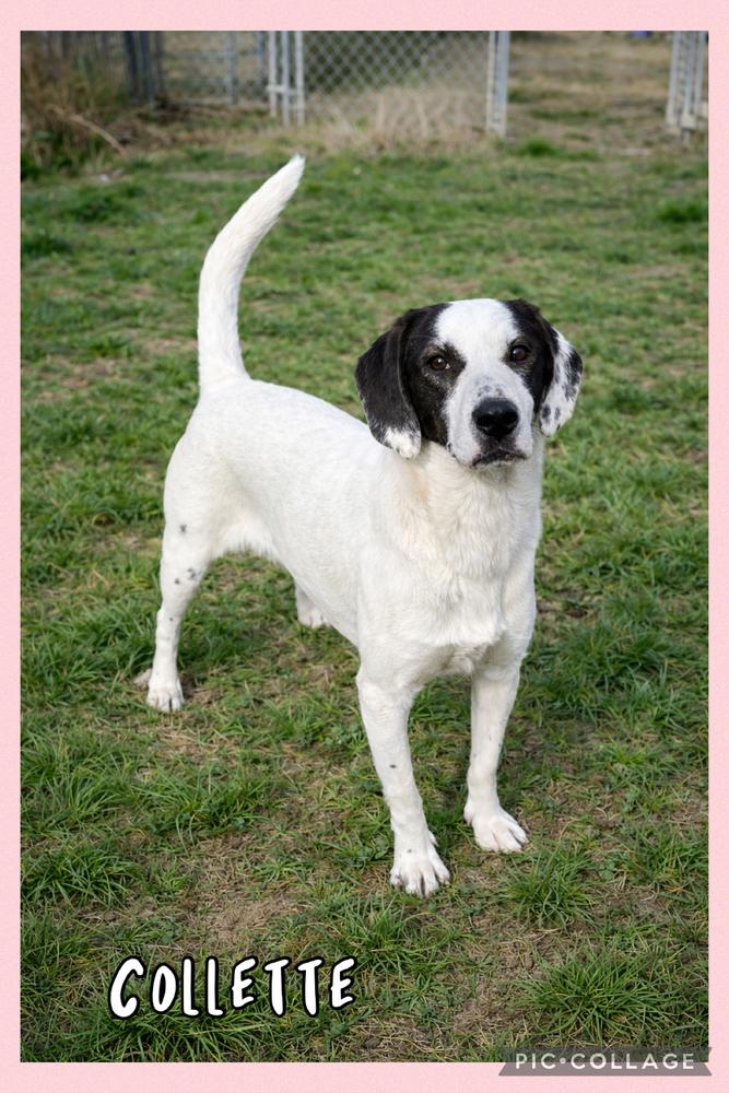 Collette, Adoptable, Young Female Beagle & Hound.