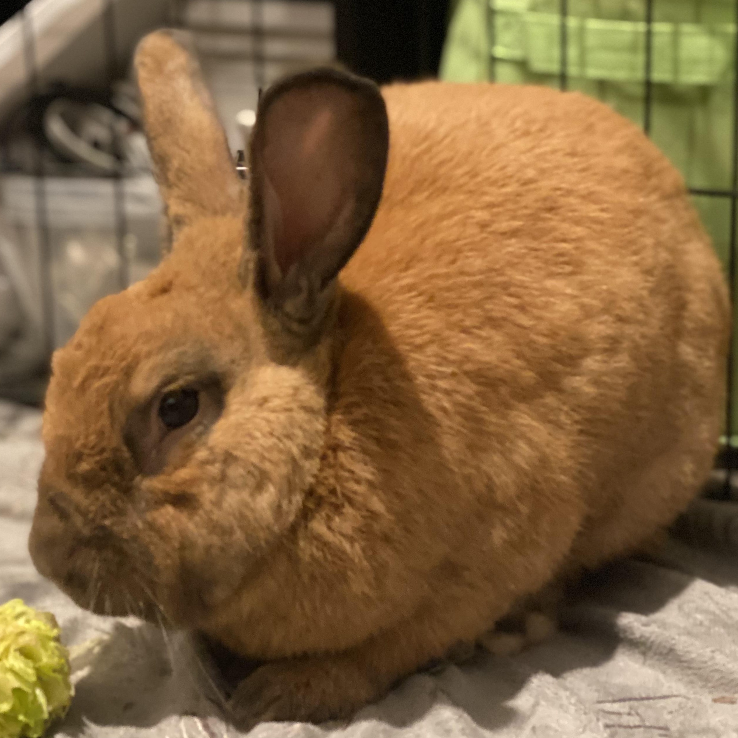 Brandy, a ADOPTABLE Cinnamon in San Antonio, TX image 1/4