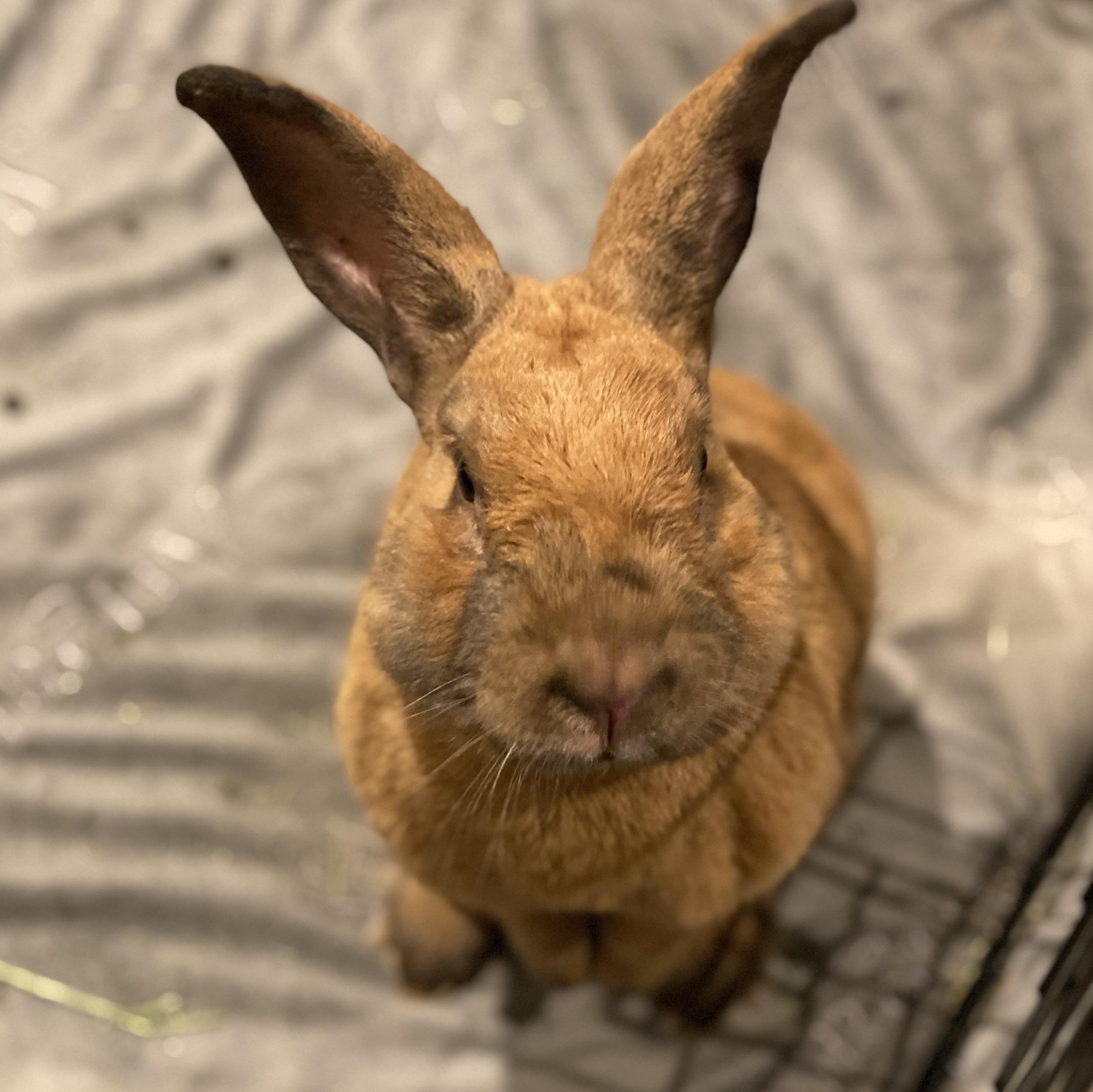 Brandy, a ADOPTABLE Cinnamon in San Antonio, TX image 3/4