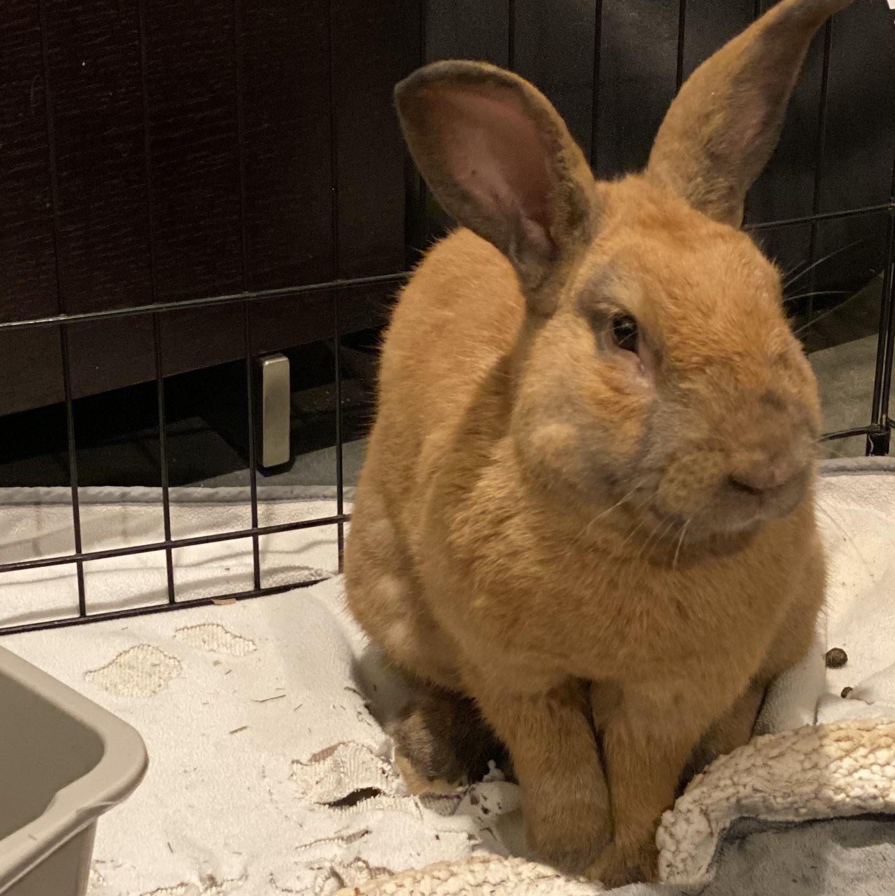 Brandy, a ADOPTABLE Cinnamon in San Antonio, TX image 2/4