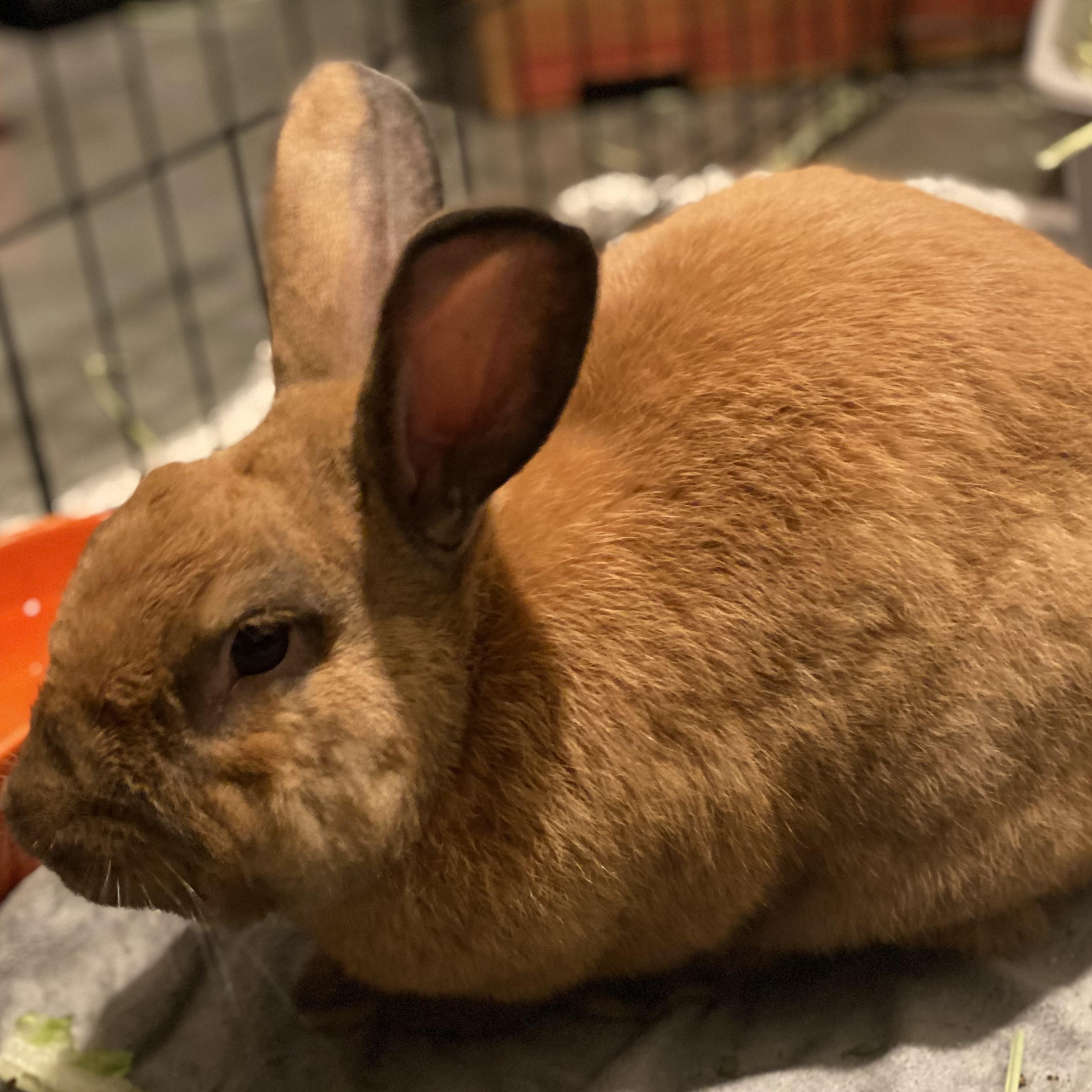 Brandy, a ADOPTABLE Cinnamon in San Antonio, TX image 4/4