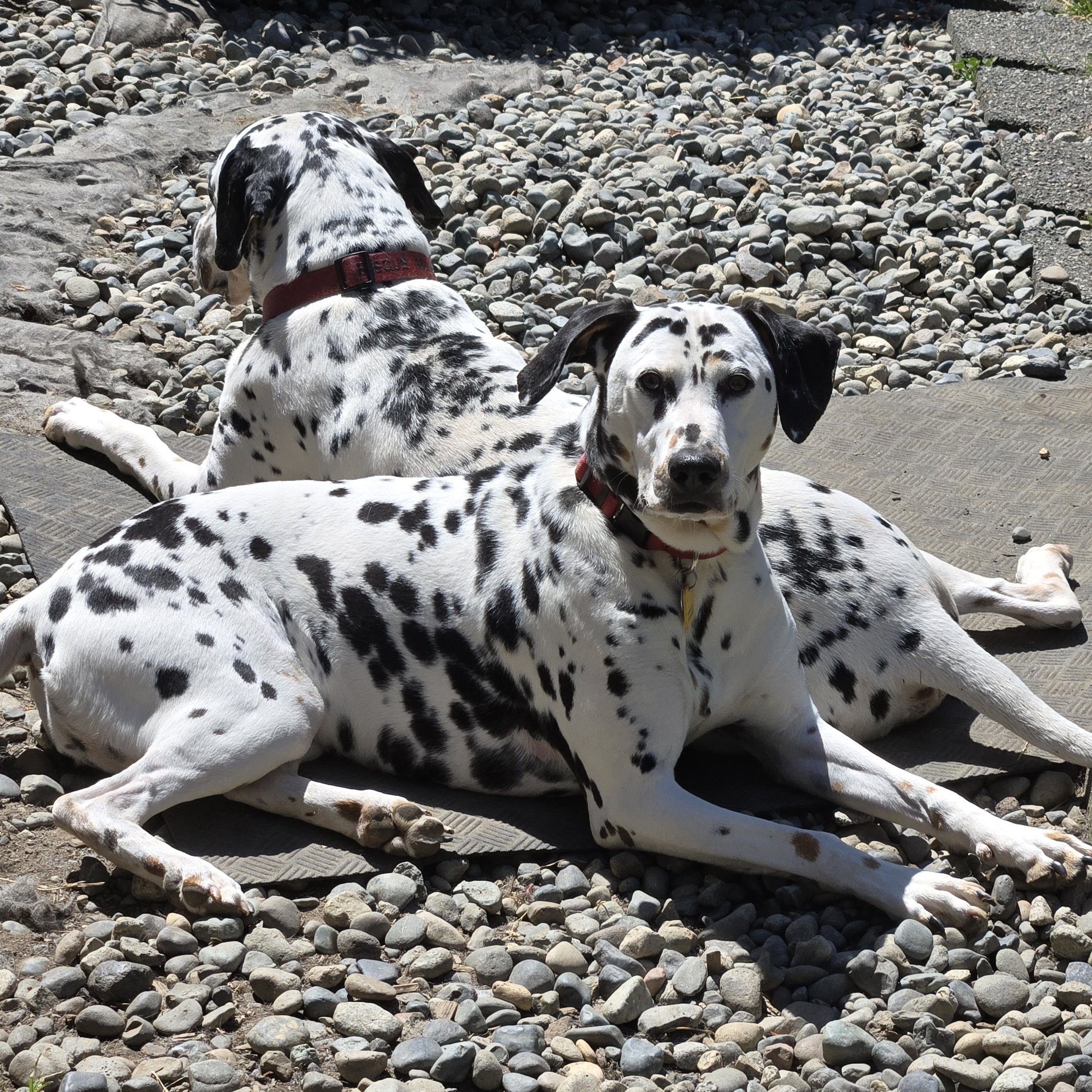 Enlarge Ariana, a Adopted Dalmatian in Lake Stevens, WA image 1/6