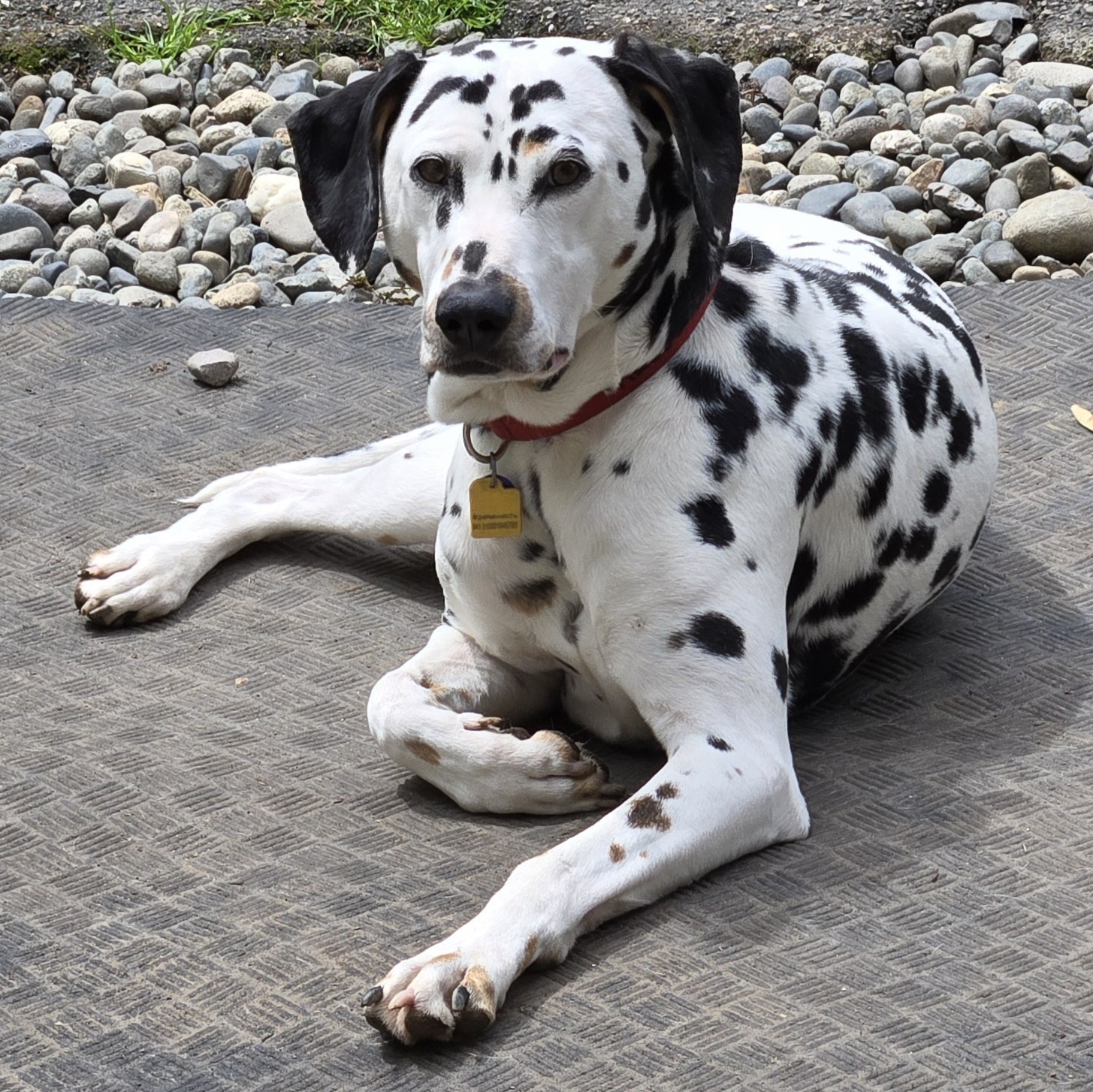 Enlarge Ariana, a Adopted Dalmatian in Lake Stevens, WA image 3/6
